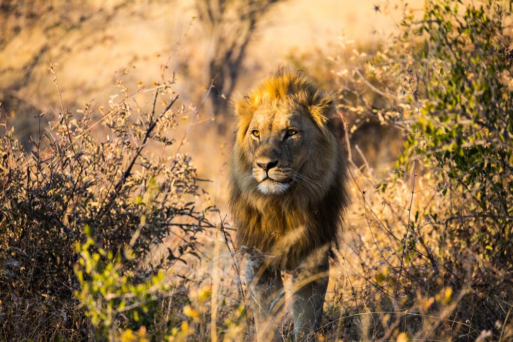 African Wild Animals Hunting