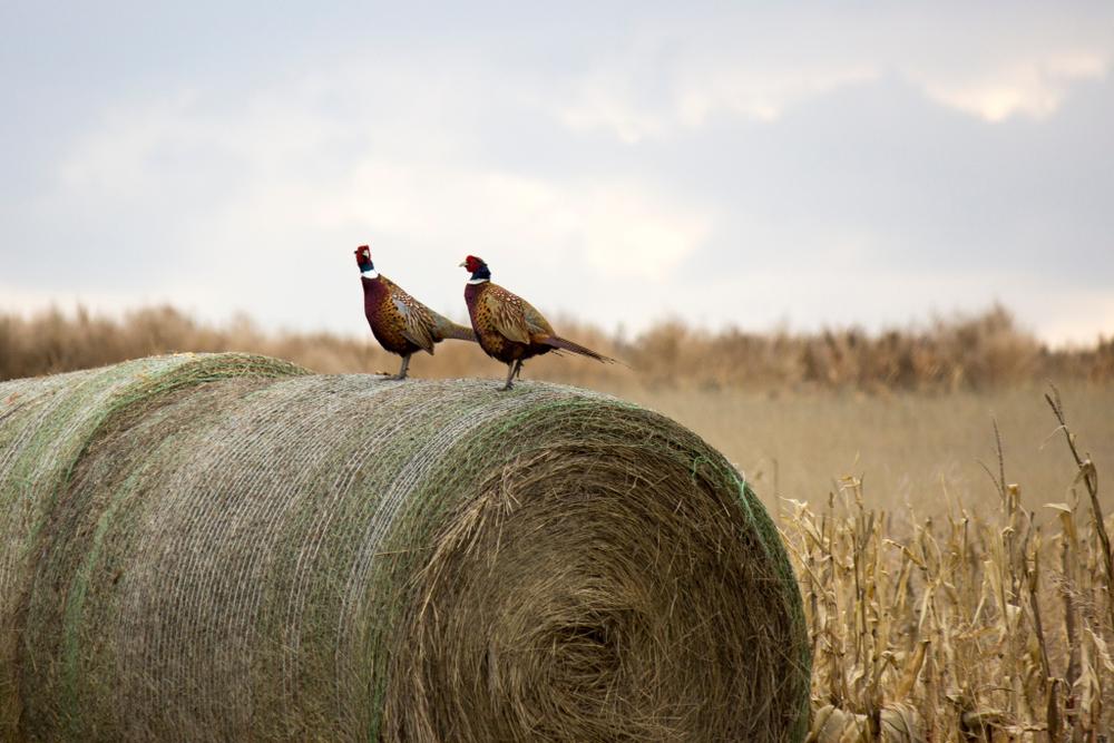 waterfowl hunting