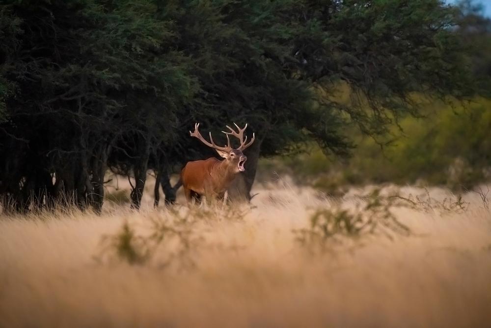 red stag hunting
