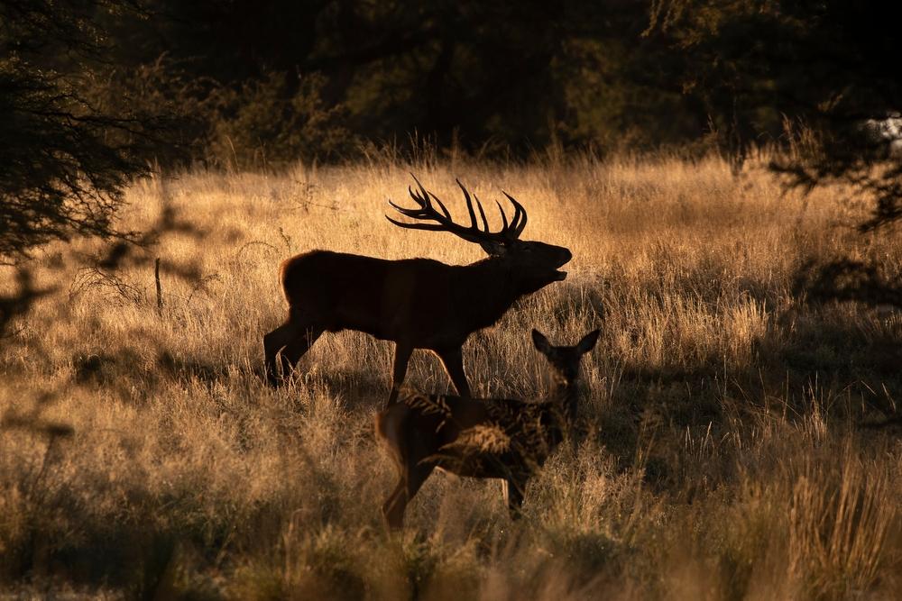 red stag hunting