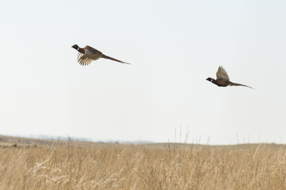 waterfowl hunting