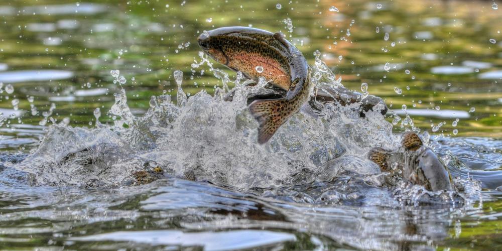 alaska trout fishing trips