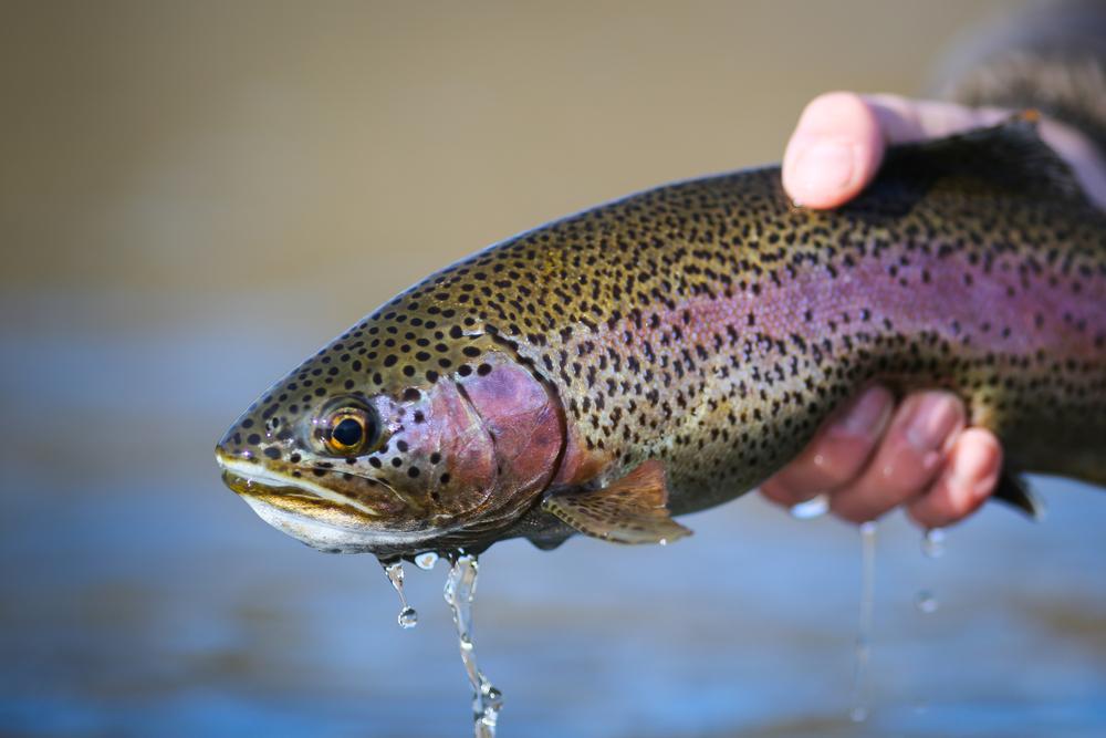 Rainbow Trout vs. Brown Trout, Who is the Winner?