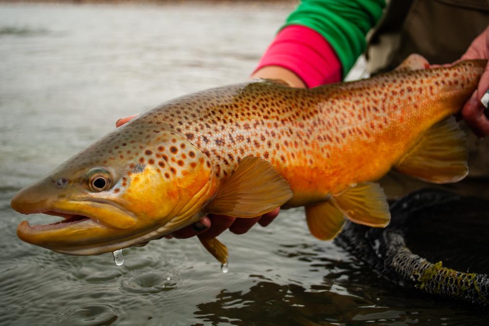 alaska trout fishing trips