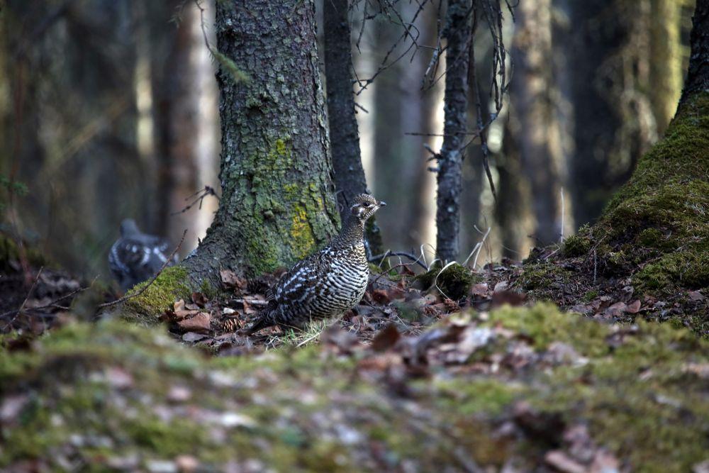 Wisconsin Grouse Hunting Trip at Flambeau Forest Outfitters: October 27-30, 2023