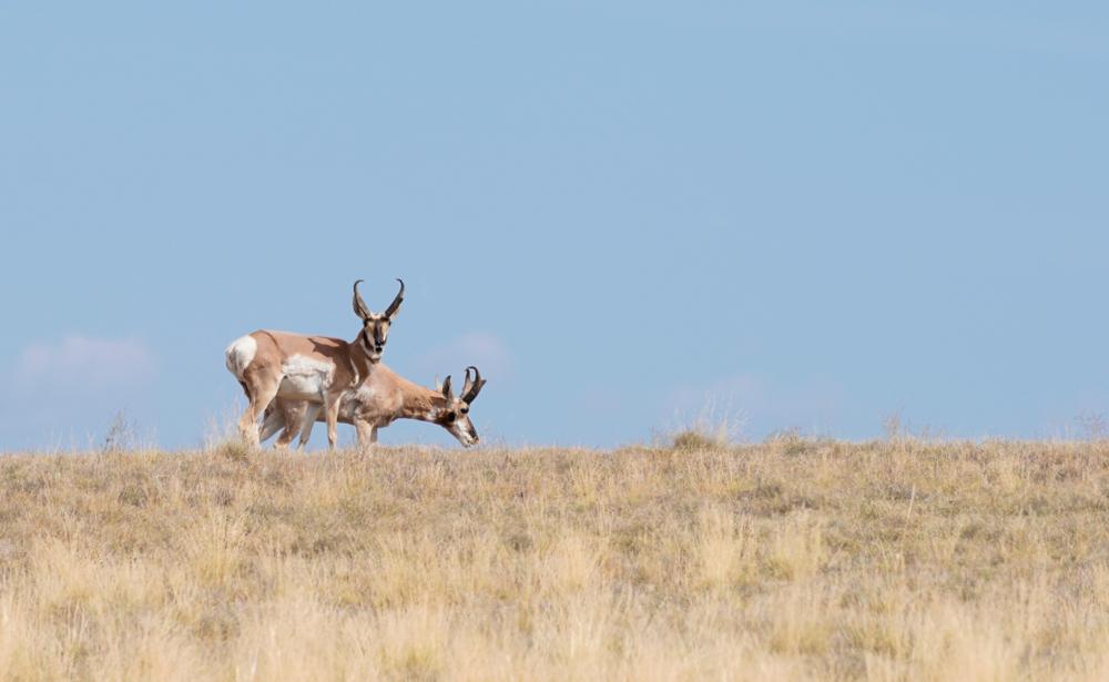 guided antelope hunts