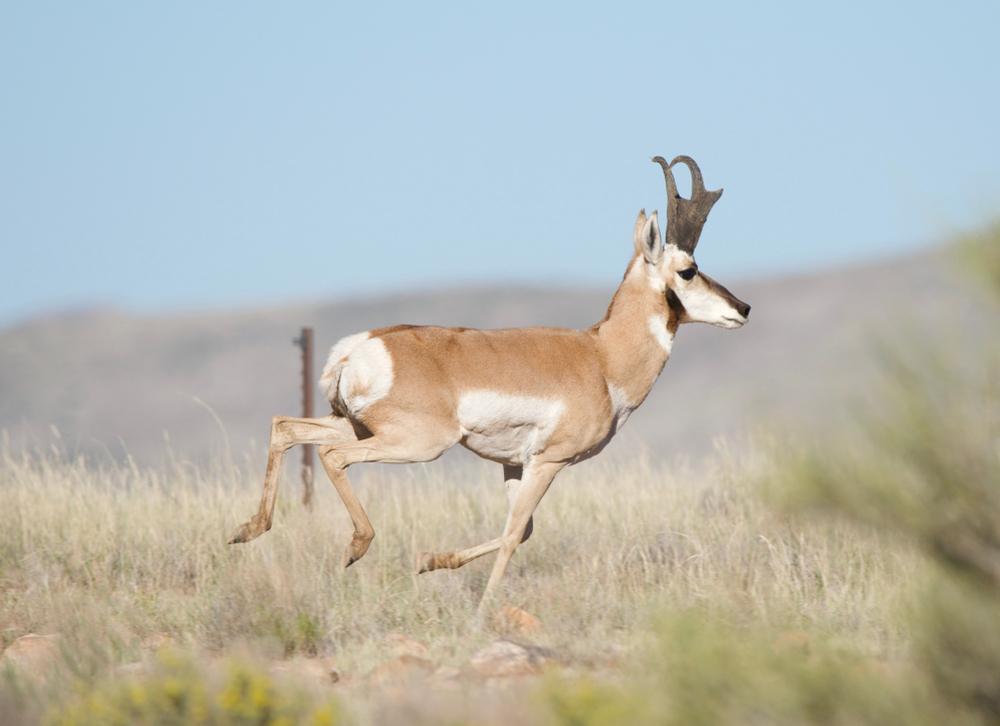 guided antelope hunts