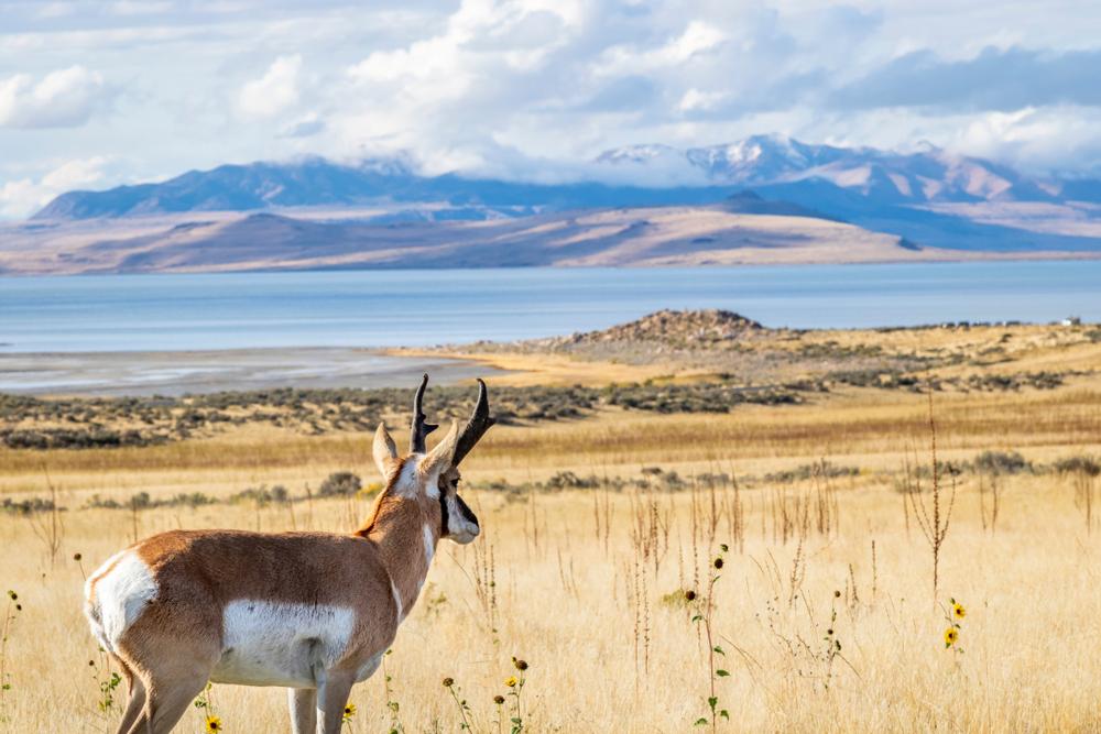 guided antelope hunts