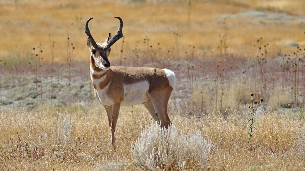 guided antelope hunts