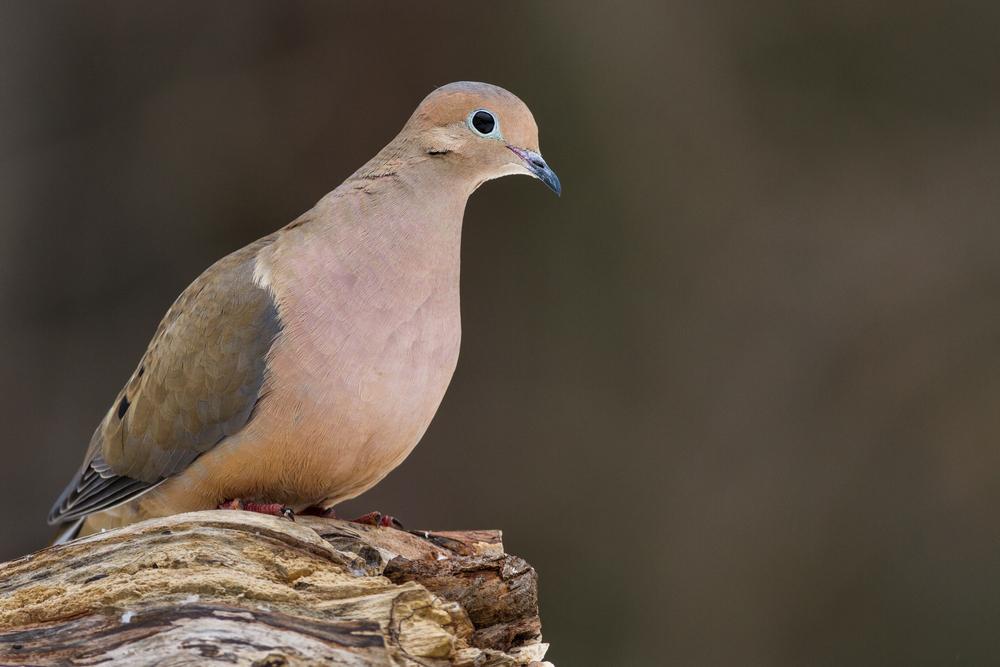 dove hunting in argentina