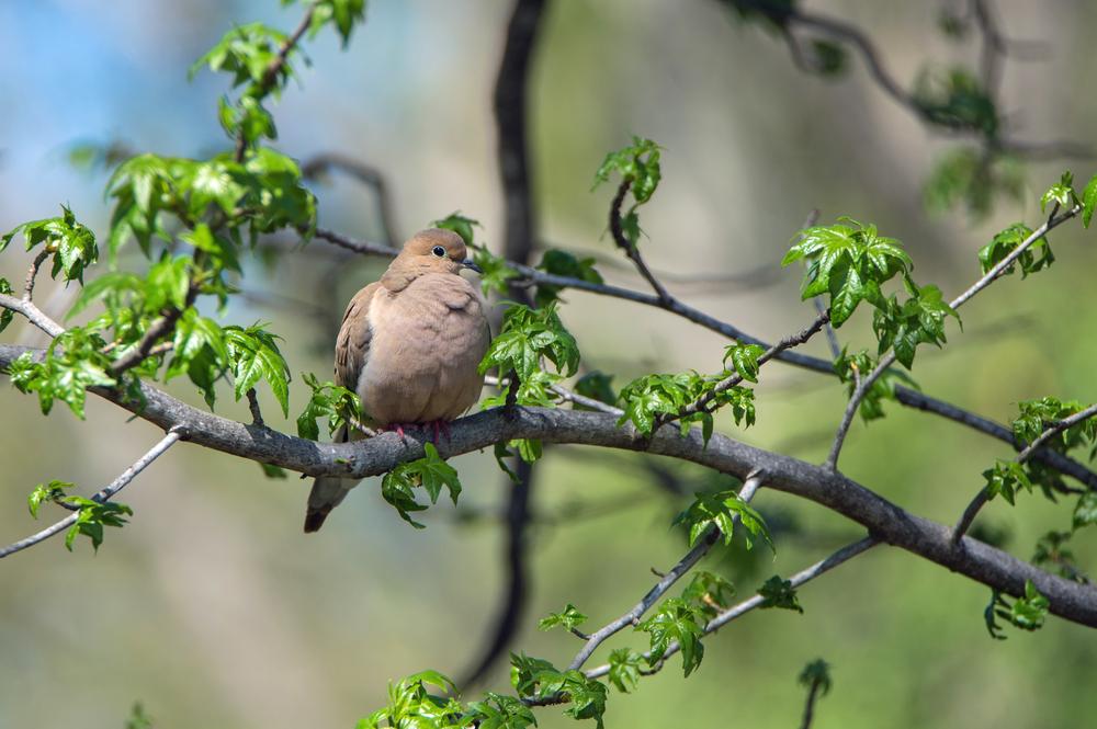 guided bird hunting trips