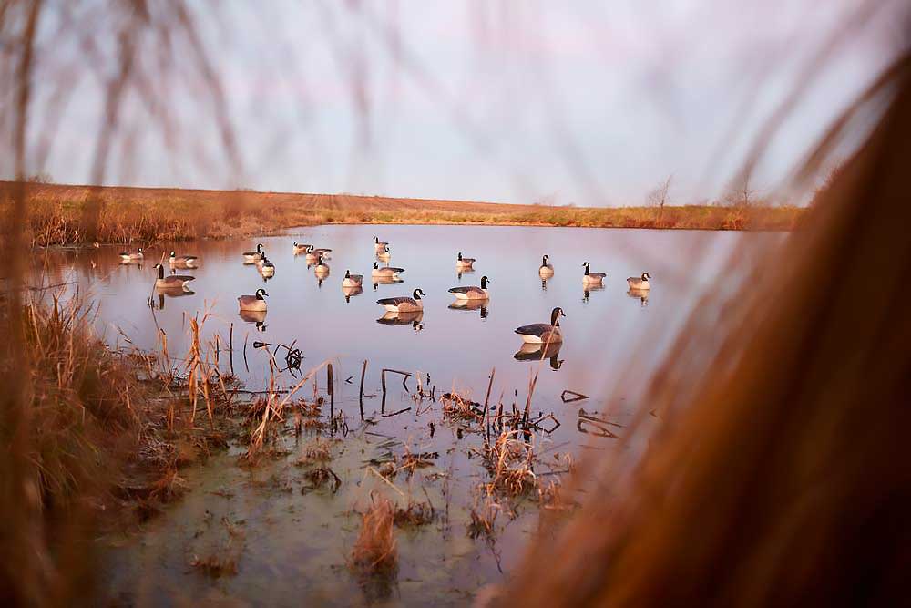 Waterfowl Hunting In The United States and Canada: A Complete Guide