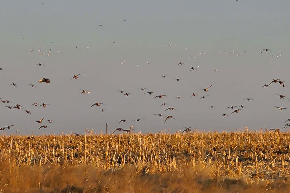 Waterfowl Hunting In The United States and Canada: A Complete Guide