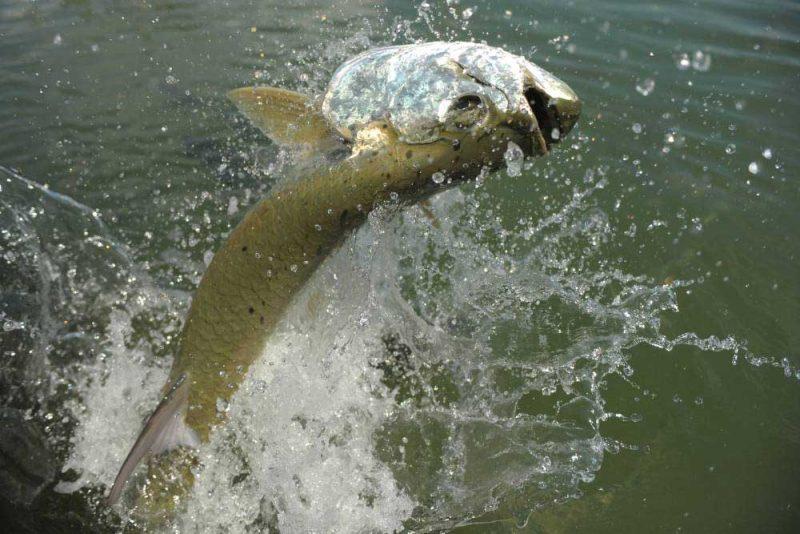 Flats Fishing in Cuba: Unveiling a Treasure for Anglers | Wildside Joe