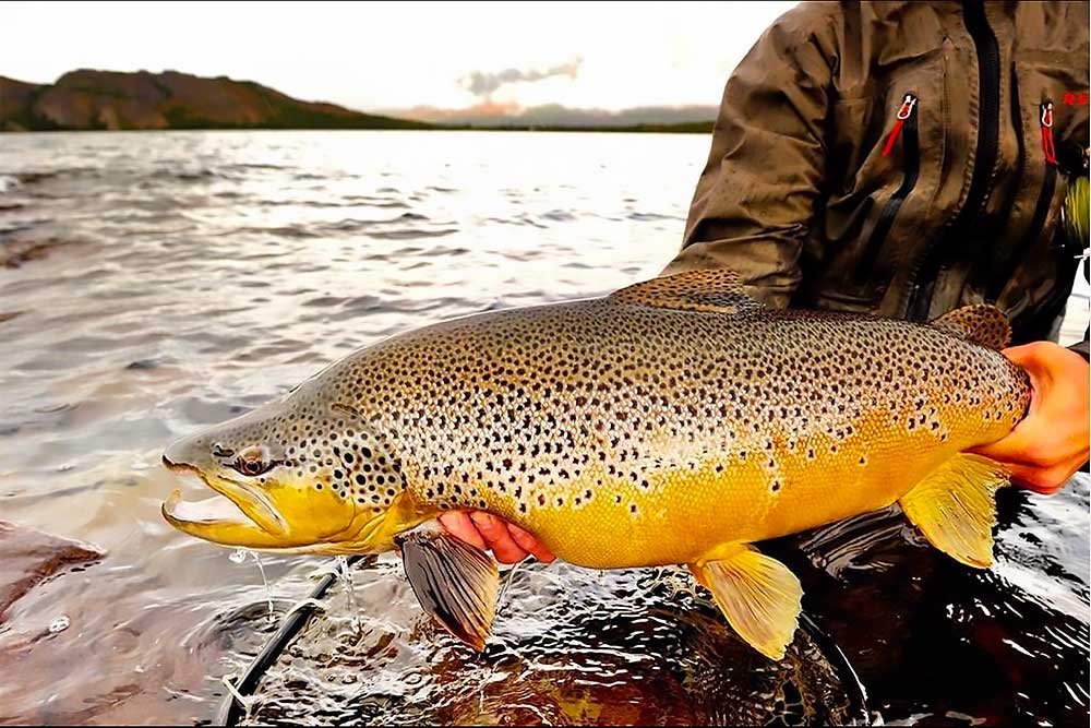 Patagonia Fishing Expedition - 7 Days of Trophy Trout Adventure