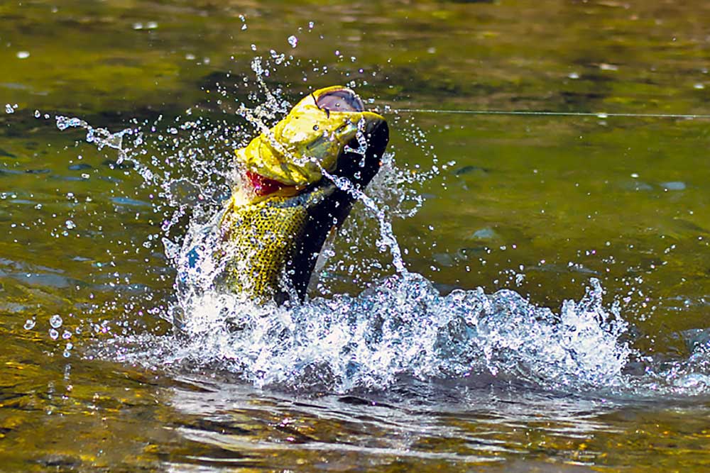 Golden Fly Fishing: Argentina’s Premier Dorado Destination