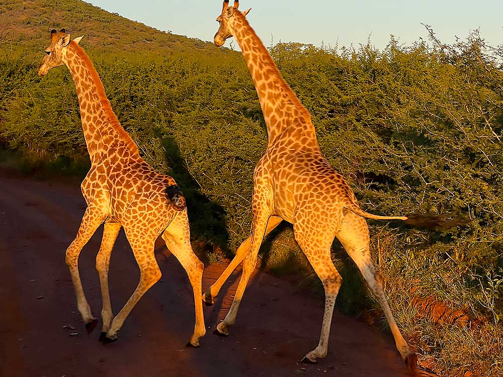 Numzaan-Safaris-14 Numzaan Safaris | Hosted Hunting Trips in South Africa with Wildside Adventures