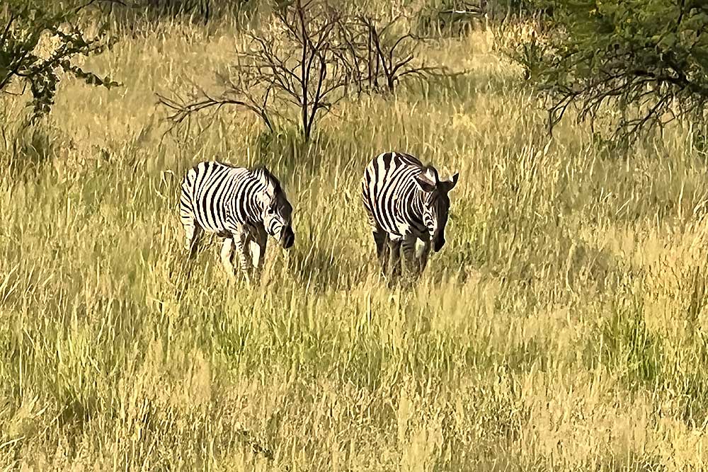 Photo Safaris and Sightseeing in South Africa | Wildside Adventures