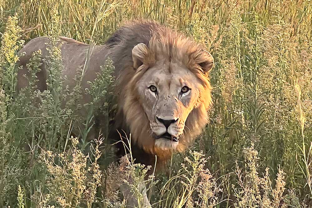 photo-safari-12 Photo Safaris and Sightseeing in South Africa | Wildside Adventures