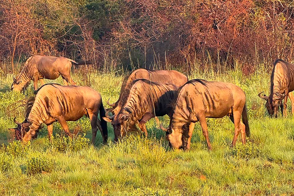 Photo Safaris and Sightseeing in South Africa | Wildside Adventures