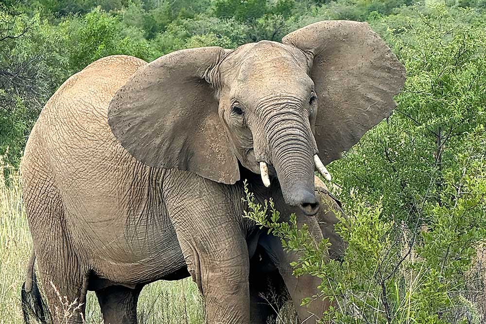 photo-safari-3 Photo Safaris and Sightseeing in South Africa | Wildside Adventures