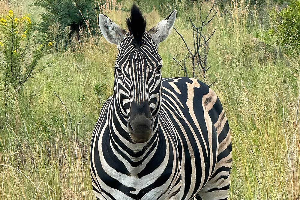 Photo Safaris and Sightseeing in South Africa | Wildside Adventures