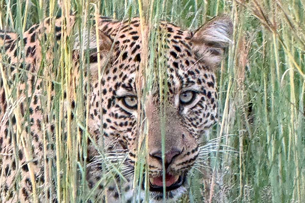 Photo Safaris and Sightseeing in South Africa | Wildside Adventures