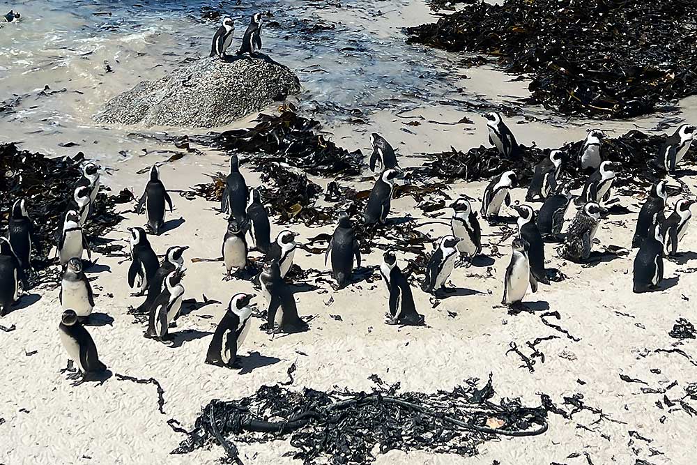Photo Safaris and Sightseeing in South Africa | Wildside Adventures