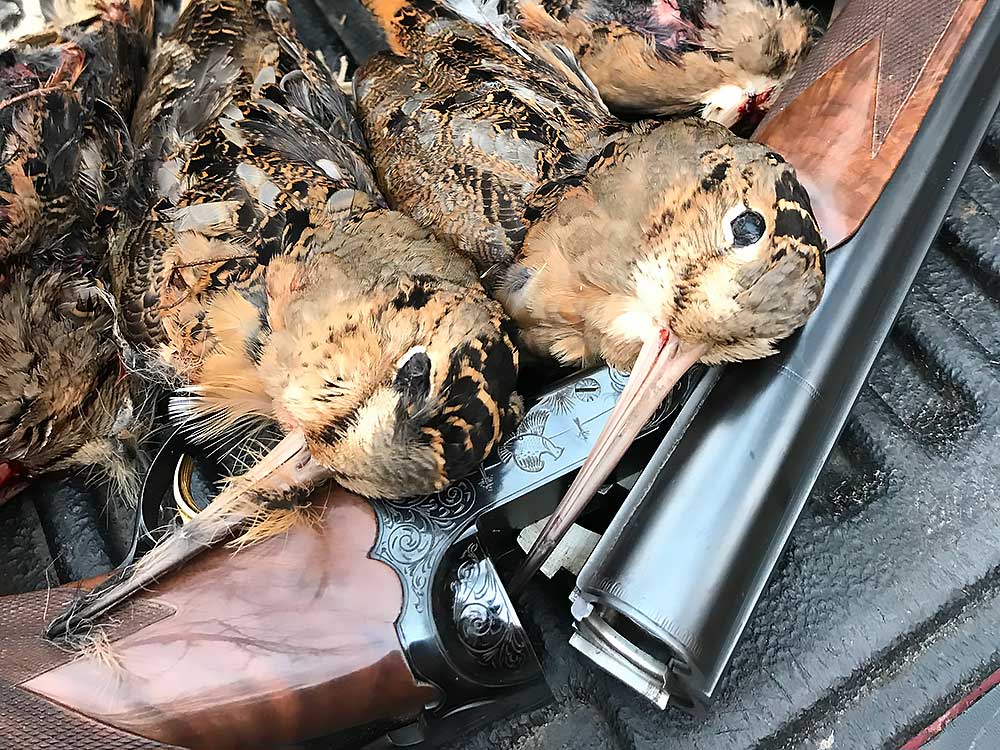 Flambeau-19 A close-up of several hunted woodcocks lying on a shotgun with ornate engravings, placed in the bed of a truck. The birds feathers are brown and black with long beaks. | Belize River Lodge Guided Fishing Trips | Wildside Adventures Travel