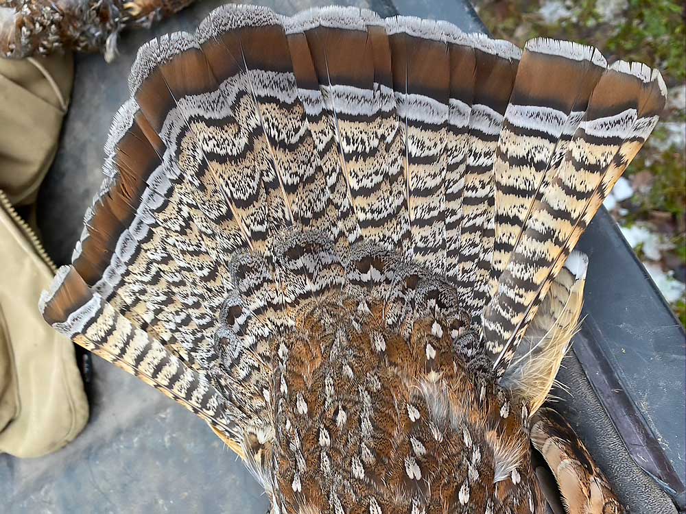 Flambeau-20 A close-up of a grouse’s fanned tail feathers showing intricate brown, black, tan, and white patterns with bands and speckles, displayed on a dark surface. | Belize River Lodge Guided Fishing Trips | Wildside Adventures Travel